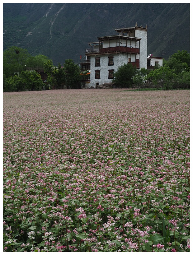 Tibetan House