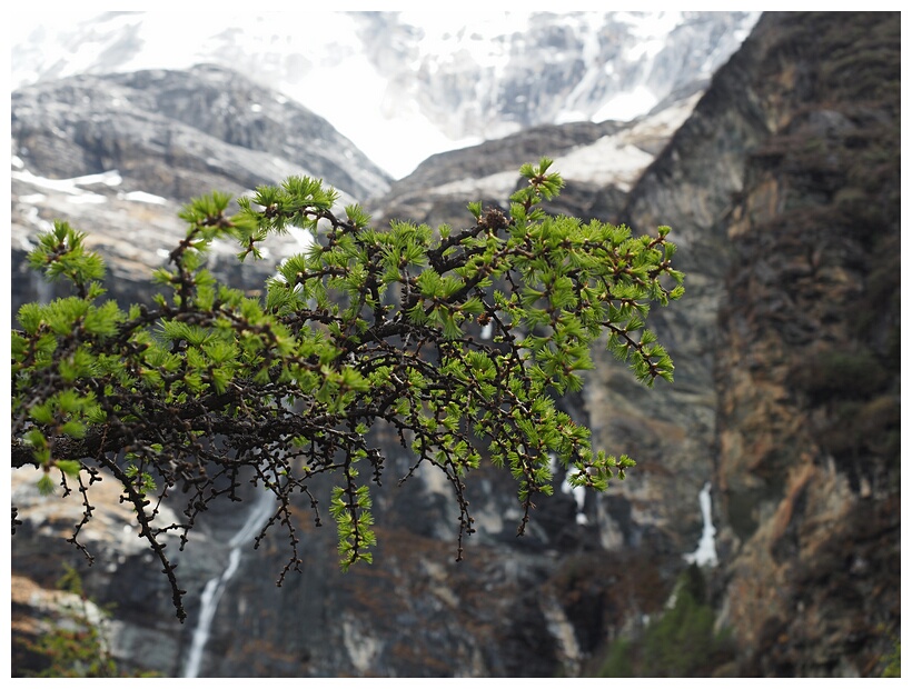 Yading Nature Reserve