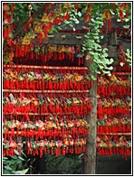 Kuan Xiangzi