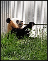 Wolong Panda Research Center