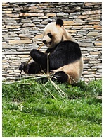 Giant Panda