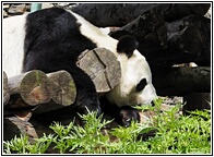 Wolong Panda Research Center