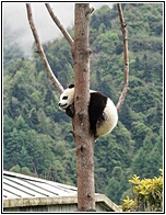 Wolong Panda Research Center