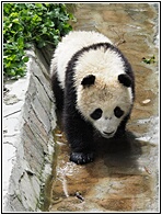 Wolong Panda Research Center