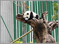 Wolong Panda Research Center