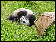 Wolong Panda Research Center