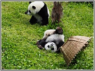 Wolong Panda Research Center