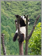 Wolong Panda Research Center