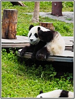 Wolong Panda Research Center