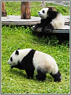 Wolong Panda Research Center