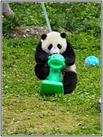 Wolong Panda Research Center