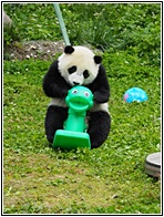 Giant Panda
