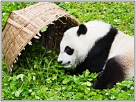 Giant Panda