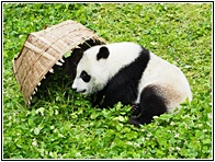 Wolong Panda Research Center