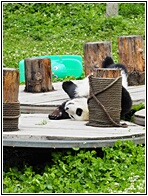 Wolong Panda Research Center