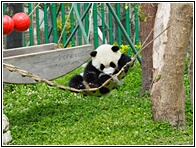 Wolong Panda Research Center