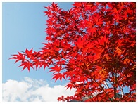Red Leaves