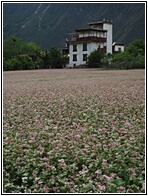 Tibetan House
