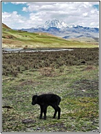 Baby Yak