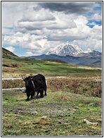 Tagong Grasslands