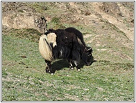 Xinduqiao Yak