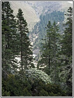 Alpine Landscape