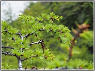 Yading Nature Reserve