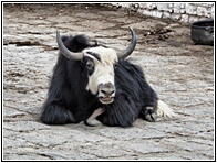 Yak