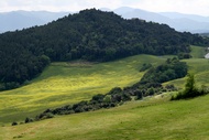 Campia