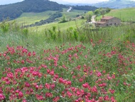 Flores Silvestres