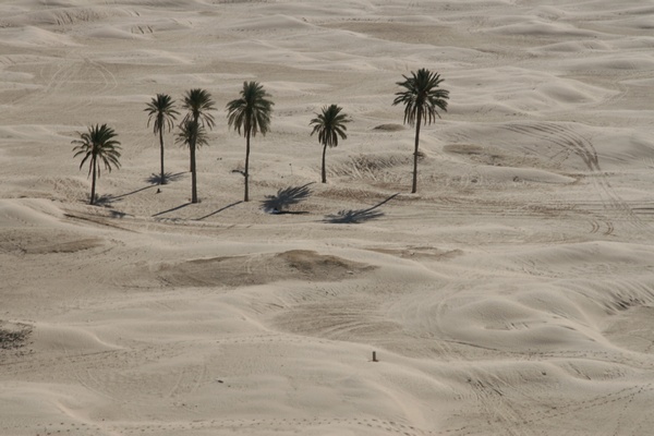 Palmeras entre las dunas