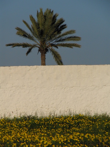 Palmera