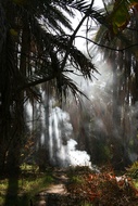 El palmeral de Tozeur