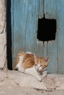 Gato al sol