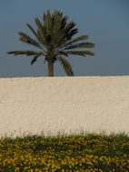 Palmera
