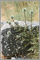 Wild Flowers