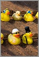 Rubber Duckies