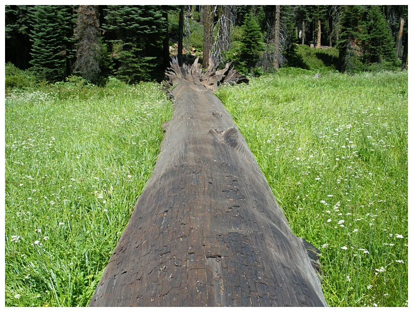 Fallen Log