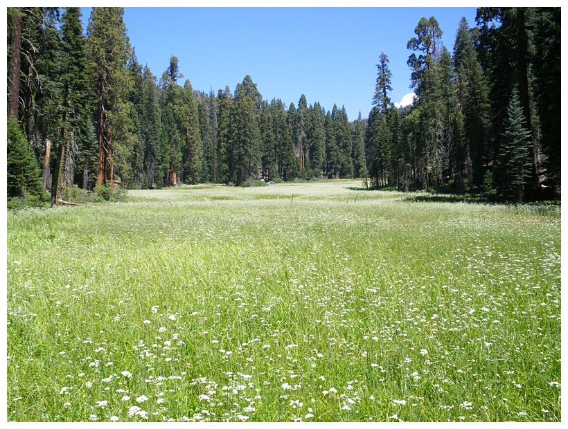 Crescent Meadow