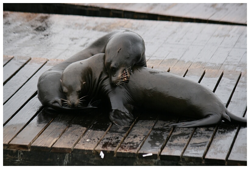 Sea Lions