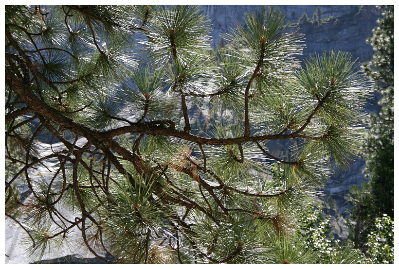 Pine Branch