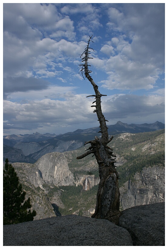 Dead Tree