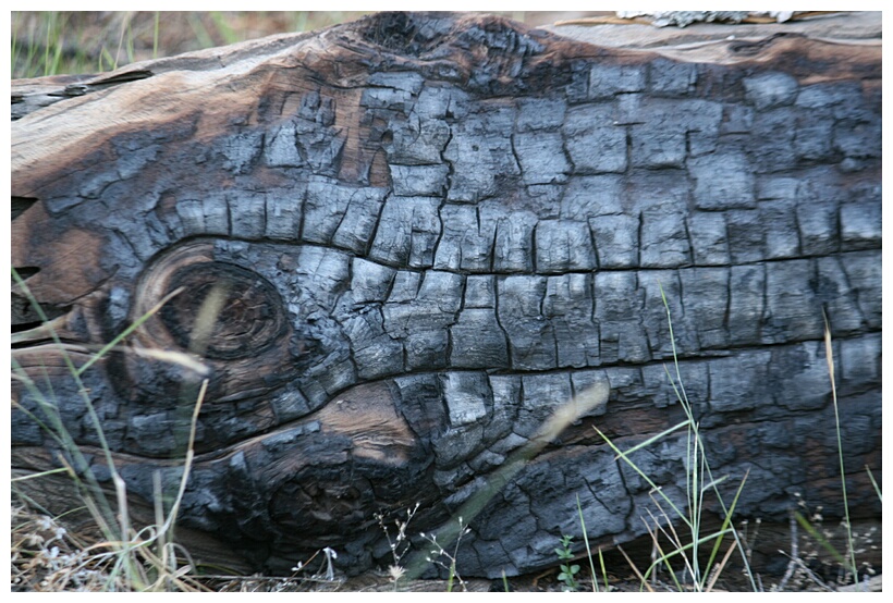 Burn Tree