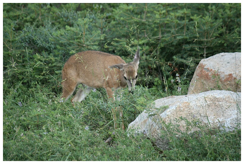 Deer