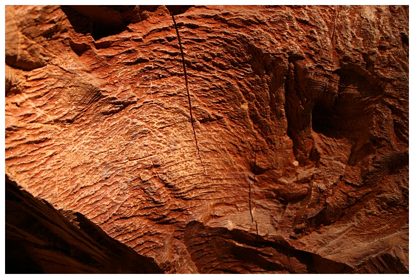 Sequoia Wood