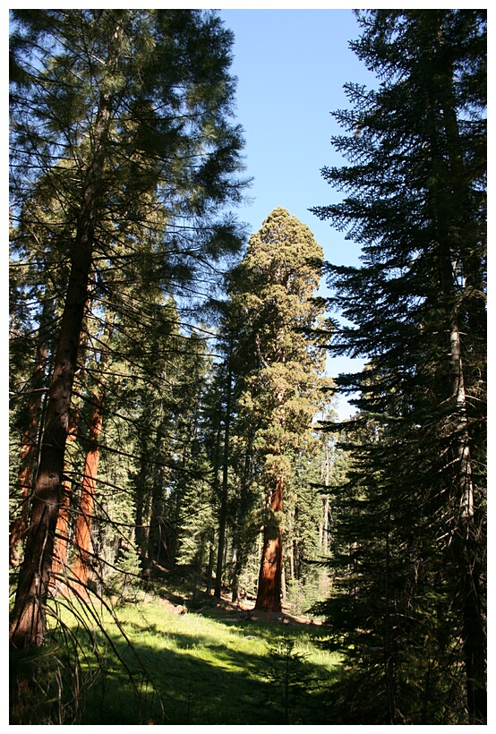 Giant Seqouias