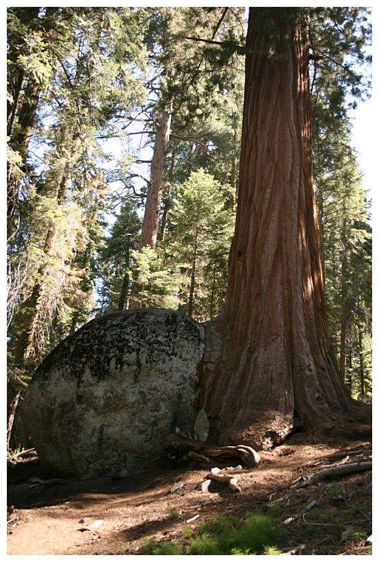 Tree on the Rock