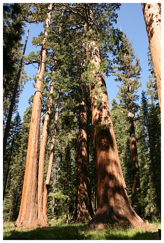 Giant Forest