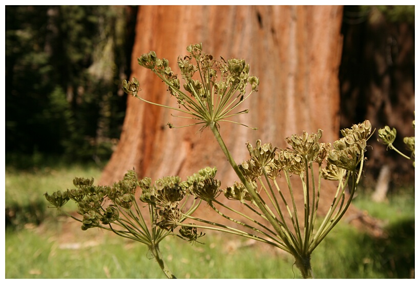Sequoia Red Log