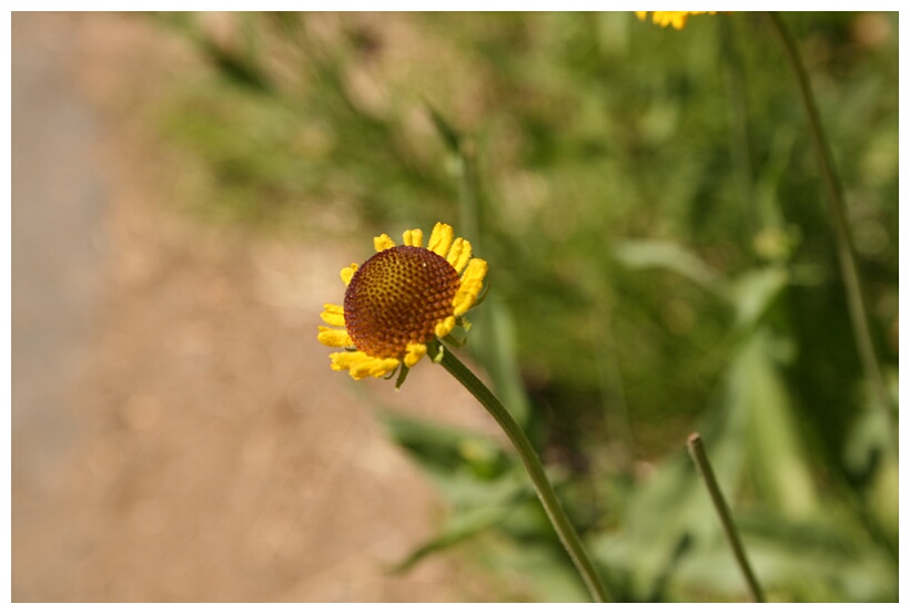 Little Flower
